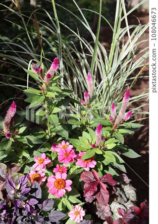 可愛的粉紅色花朵和盆栽 108046673