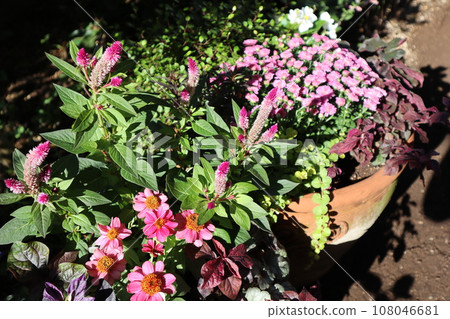 可愛的粉紅色花朵和盆栽 可愛的粉紅色花朵和盆栽 108046681