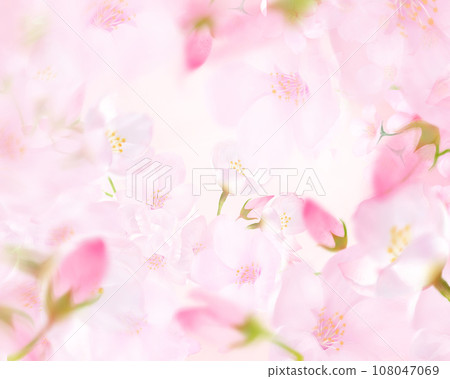 Close-up background material illustration of light pink cherry blossom flowers and falling petals 108047069