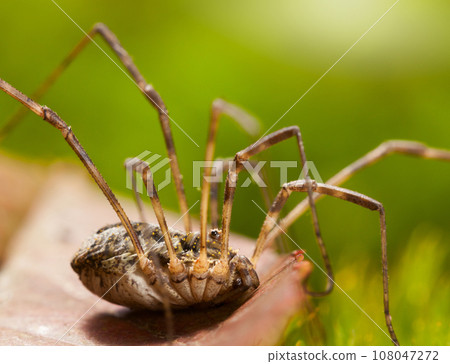 Macro side view of Harvestman on leaf 108047272