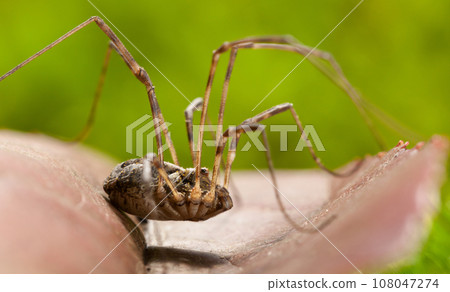 Harvestman side view portrait 108047274