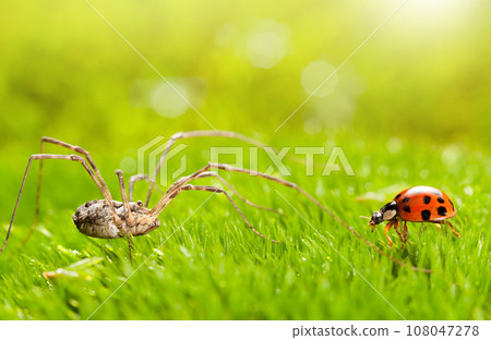 Ladybird and Spider Rendezvous 108047278