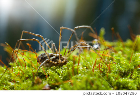 Harvestman spider in forest Harvestman spider in forest 108047280