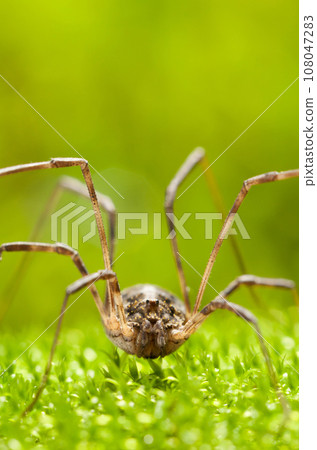 Macro en face of Harvestman on grass 108047283