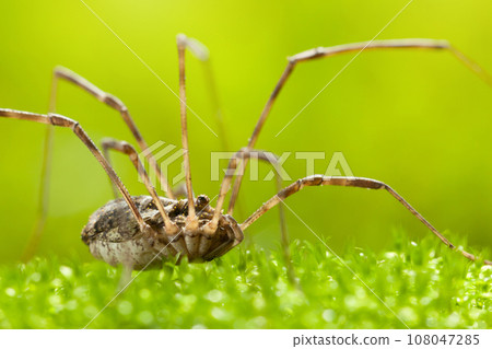 Macro side view of Harvestman on grass 108047285
