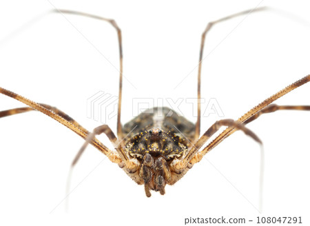 Macro portrait of Daddy longlegs spider 108047291