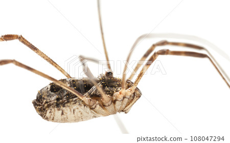 Macro lateral portrait of Daddy longlegs spider Macro lateral portrait of Daddy longlegs spider 108047294
