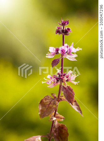 Alehoof flower 108047296