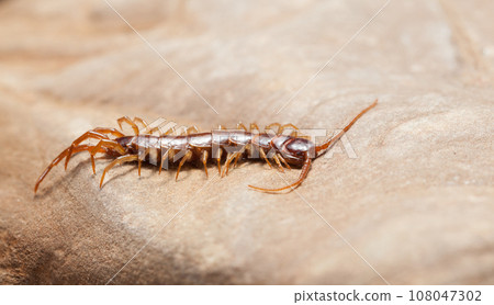 Resting brown centipede 108047302