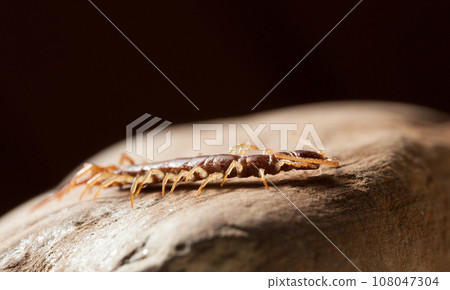 Brown centipede on stone 108047304