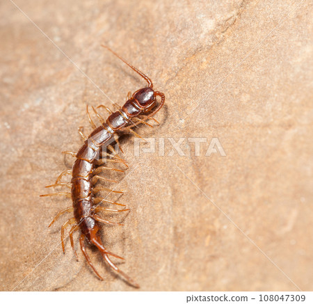 Macro full length of stone centipede Macro full length of stone centipede 108047309