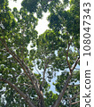 Tree 108047343