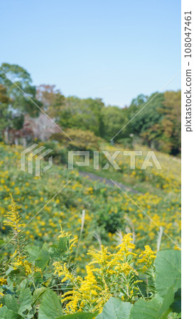 Clusters of goldenrod spread all over the place 108047461