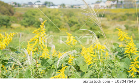 住宅區和黃花叢 108047649