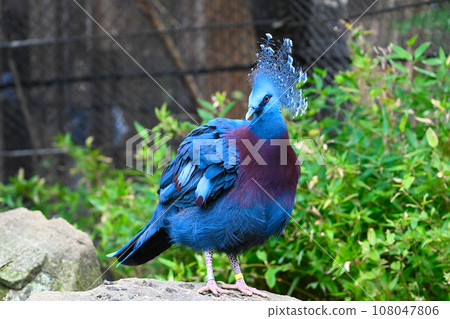 Beautiful view of the pigeon Beautiful view of the pigeon 108047806