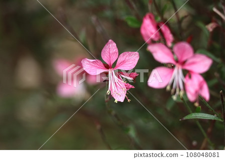 一朵花像一隻翩翩起舞的蝴蝶 108048081