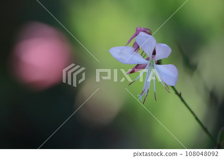 一朵花像一隻翩翩起舞的蝴蝶 108048092
