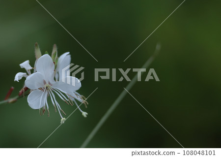 A flower resembling a fluttering butterfly A flower resembling a fluttering butterfly 108048101