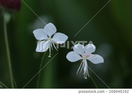 A flower resembling a fluttering butterfly A flower resembling a fluttering butterfly 108048102
