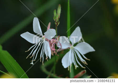 一朵花像一隻翩翩起舞的蝴蝶 一朵花像一隻翩翩起舞的蝴蝶 108048131