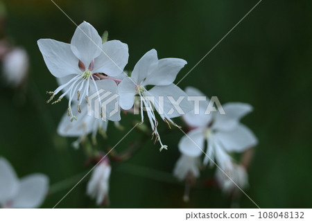 A flower resembling a fluttering butterfly 108048132