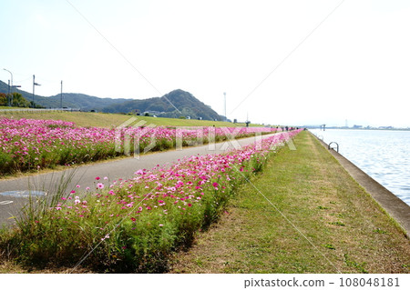Onga River cosmos and walking path Onga River cosmos and walking path 108048181