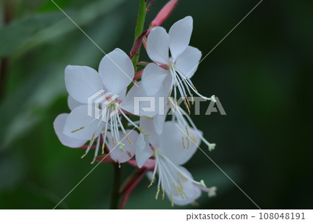 一朵花像一隻翩翩起舞的蝴蝶 一朵花像一隻翩翩起舞的蝴蝶 108048191