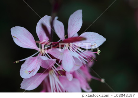 A flower resembling a fluttering butterfly A flower resembling a fluttering butterfly 108048197