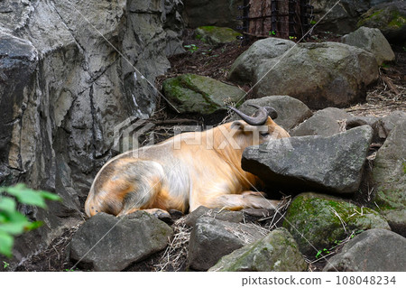 Landscape with golden takin Landscape with golden takin 108048234