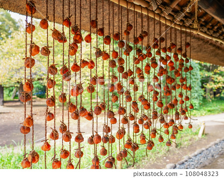 Autumn dried persimmons hanging under the eaves of a farmhouse 108048323
