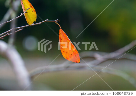 紅色闊葉葉 108048729