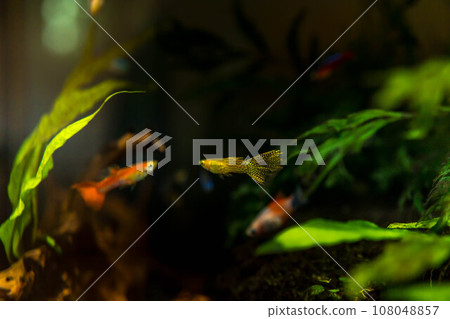 lonely tropical fish lonely tropical fish 108048857