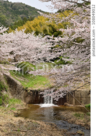 玉川櫻花樹盛開 108049012
