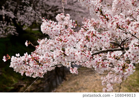 Cherry blossom trees in full bloom in Tamagawa 108049013
