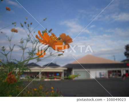 風景攝影 西友高取店橙花 風景攝影 西友高取店橙花 108049023