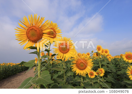Sunflower 4829 Sunflower 4829 108049076