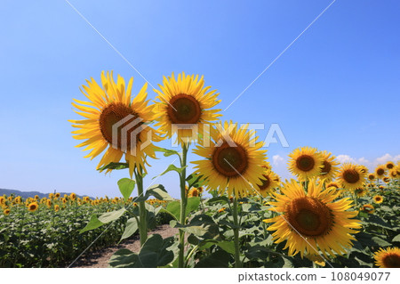 sunflower 5147 sunflower 5147 108049077