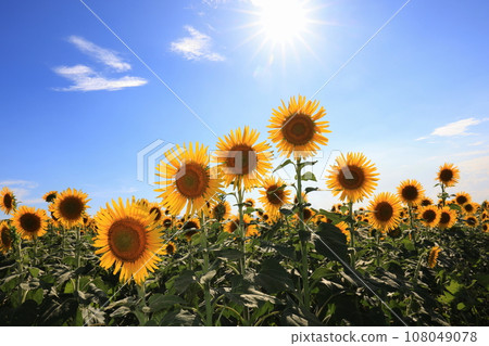 sunflower 5171 sunflower 5171 108049078