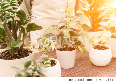 Home gardening, hobby, freelancing, cozy workplace. Grandmother gardener housewife in an apron holds a pot of Chamaedorea elegans in her hands Home gardening, hobby, freelancing, cozy workplace. Grandmother gardener housewife in an apron holds a pot of Chamaedorea elegans in her hands 108049153