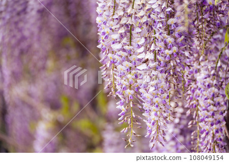 Blooming Wisteria Sinensis with classic purple flowers in full bloom in drooping racemes against the sky. Garden with wisteria in spring. Blooming Wisteria Sinensis with classic purple flowers in full bloom in drooping racemes against the sky. Garden with wisteria in spring. 108049154