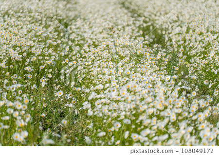 Daisy Chamomile background. Beautiful nature scene with blooming chamomilles in sun flare. Sunny day. Summer flowers. 108049172