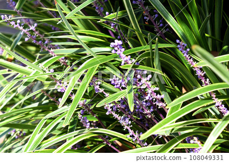 Raven Yabran 108049331