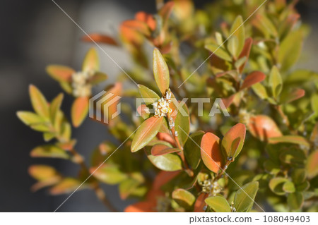 Common box 108049403