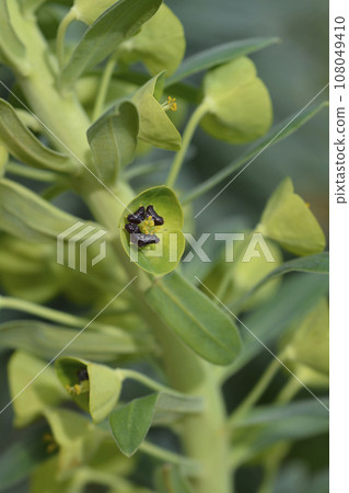 Spurge Black Pearl Spurge Black Pearl 108049410