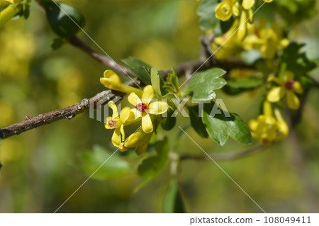 Golden currant Golden currant 108049411