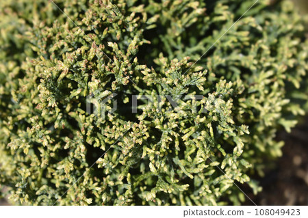 Sawara cypress White Pygmy Sawara cypress White Pygmy 108049423