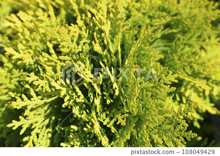 Arborvitae Mirjam Arborvitae Mirjam 108049429