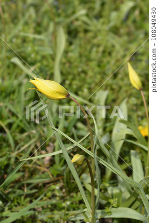 Wild Tulip Wild Tulip 108049430