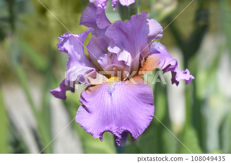 Tall bearded iris Horny Lorri Tall bearded iris Horny Lorri 108049435