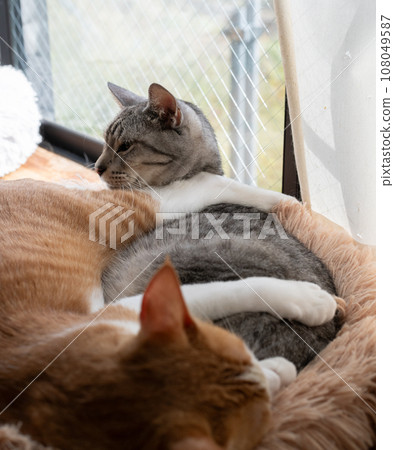兩隻貓睡在窗邊 兩隻貓睡在窗邊 108049587